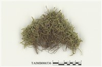 藏品(砂苔屬)的圖片